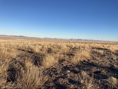 Krascheninnikovia lanata