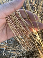 Krascheninnikovia lanata