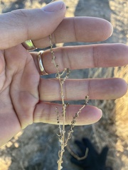 Krascheninnikovia lanata