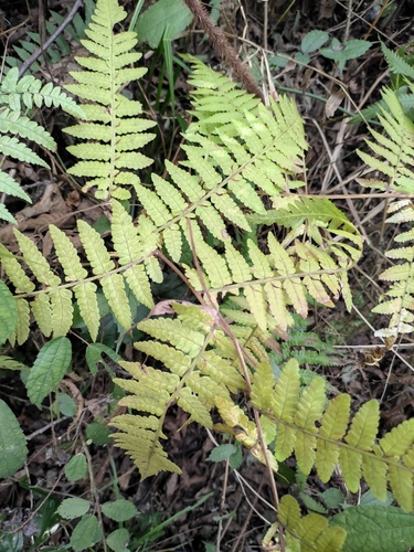Athyrium deltoidofrons iNat (2)