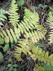 Athyrium deltoidofrons