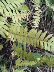Athyrium deltoidofrons