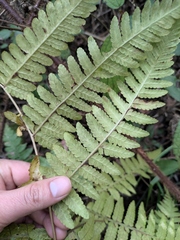 Athyrium deltoidofrons