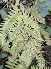 Macrothelypteris oligophlebia