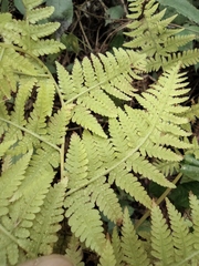 Macrothelypteris oligophlebia