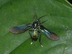 Macrocneme caerulescens