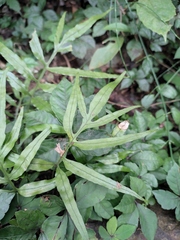 Leptochilus ellipticus