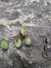 Lemmaphyllum microphyllum