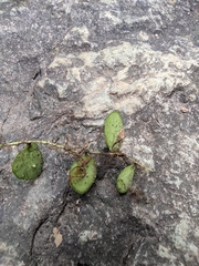 Lemmaphyllum microphyllum