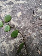 Lemmaphyllum microphyllum