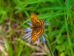 Boloria selenis