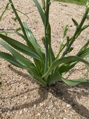 Dipcadi bakerianum