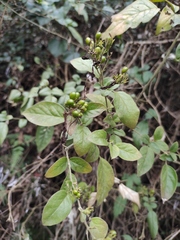 Jasminum sinense