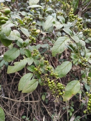 Jasminum sinense