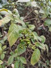 Jasminum sinense