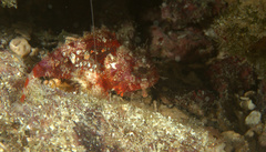 Scorpaena albifimbria