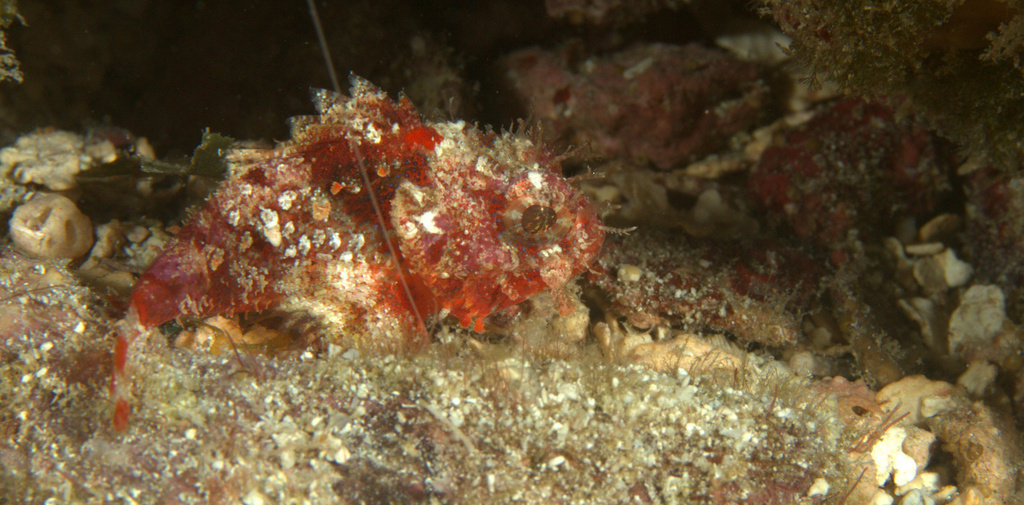 Coral Scorpionfish