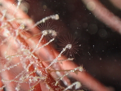 Clytia hemisphaerica