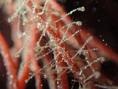 Clytia hemisphaerica