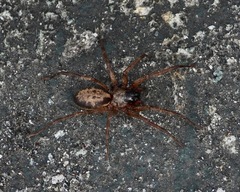 Corinnoidea