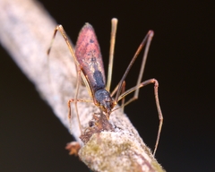 Rhomphaea