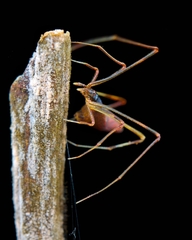 Rhomphaea