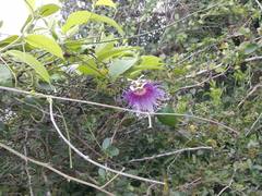 Passiflora serratifolia