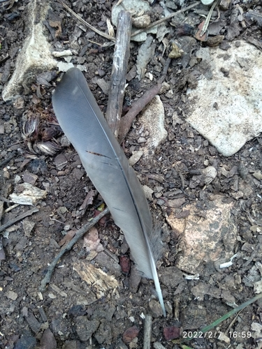 Plume de Merle noir
