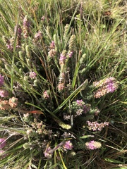Erica alopecurus