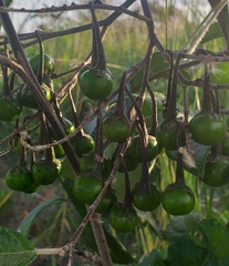 Solanum paniculatum