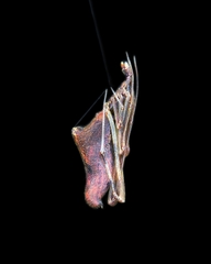 Rhomphaea