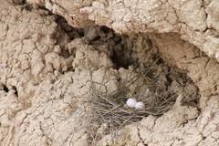 Salpinctes obsoletus