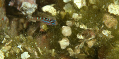 Serranus tortugarum