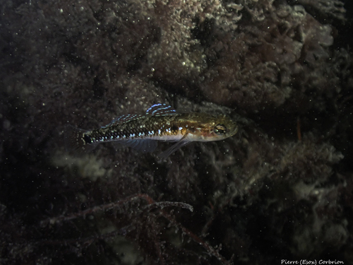 Tweevlekgrondel (Gobiusculus flavescens) — Gobiidae — 3