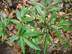 Cardamine bulbifera