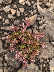 Crassula peploides