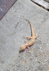 Hemidactylus turcicus