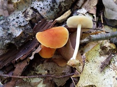 Marasmius strictipes