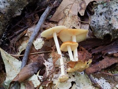 Marasmius strictipes