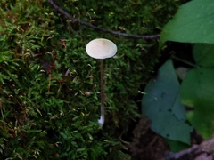 Entoloma conicum