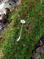 Entoloma conicum