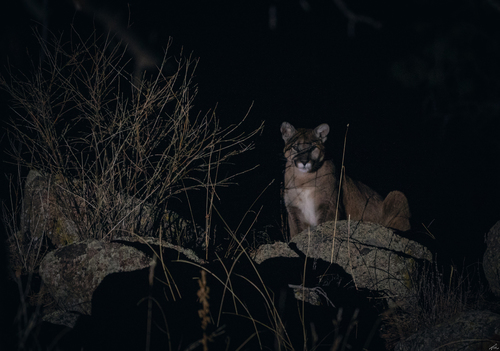 Puma