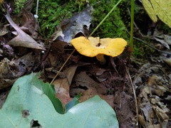 Cantharellus flavus