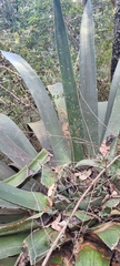 Agave inaequidens
