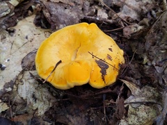 Cantharellus phasmatis