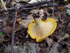 Cantharellus phasmatis