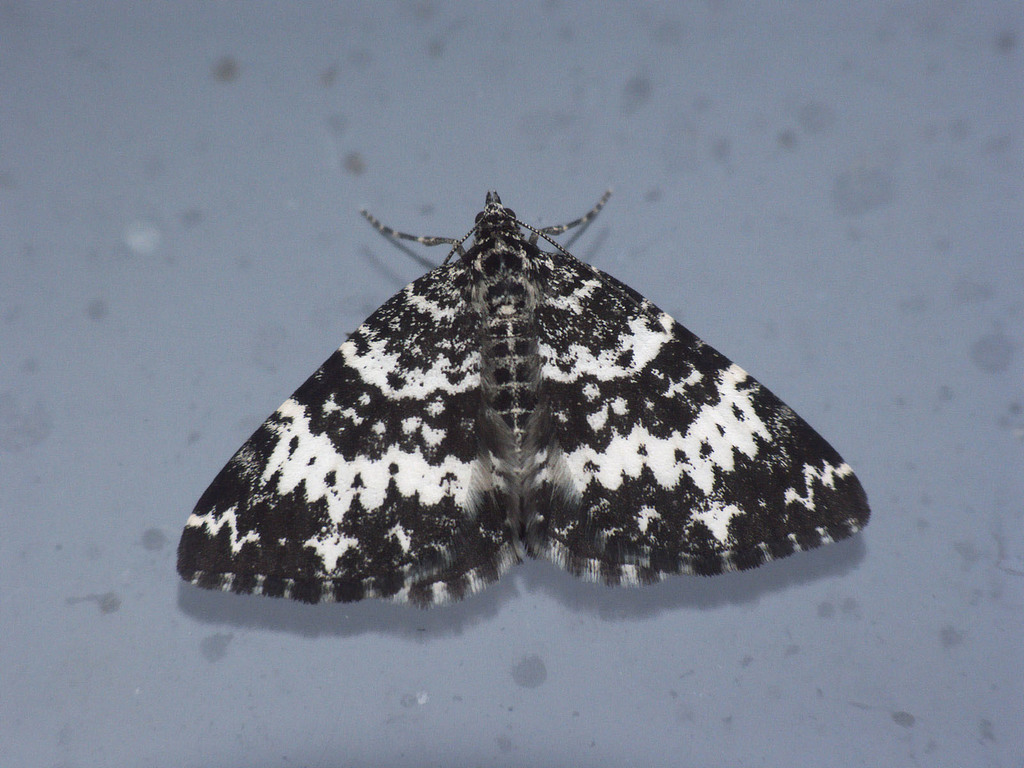 White-banded Black Moth