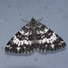 White-banded Black Moth - Photo (c) jkt, some rights reserved (CC BY-NC), uploaded by jkt