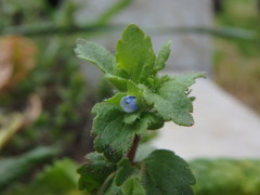 Veronica agrestis