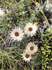 Helichrysum marginatum